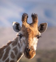 Giraffe at Masai Mara
